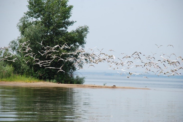 Памятник природы «Остров Борок» расположен на Черемшанском плесе Куйбышевского водохранилища в 4 км южнее села Никольское-на-Черемшане.